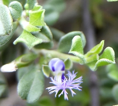 Polygala asbestina white keel crest