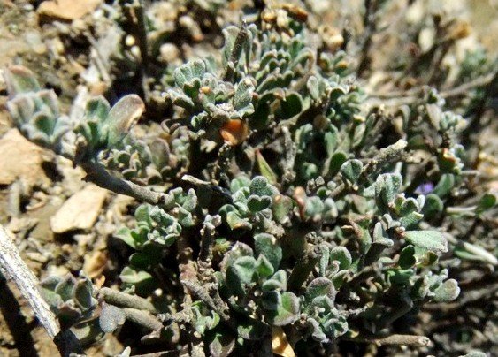 Polygala asbestina leaves