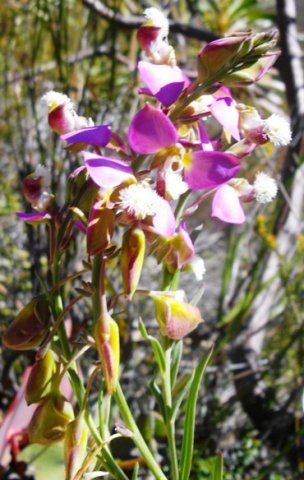Polygala bracteolata