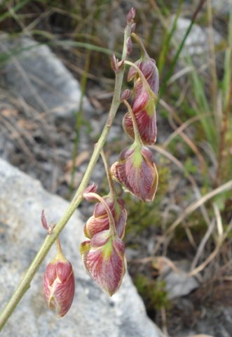 Polygala bracteolata buds