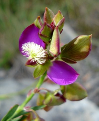 Polygala bracteolata