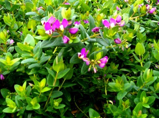Polygala fruticosa