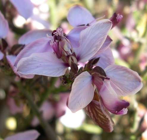 Polygala microlopha var. microlopha flowers