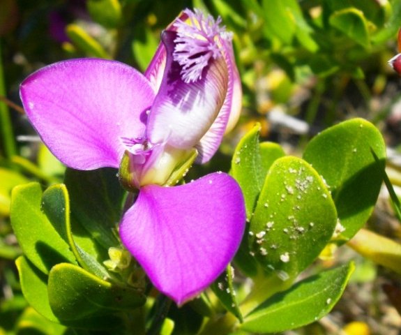 Polygala myrtifolia var. myrtifolia flower