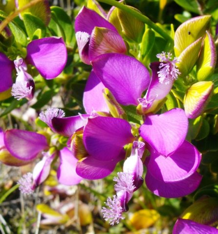 Polygala myrtifolia var. myrtifolia flowers