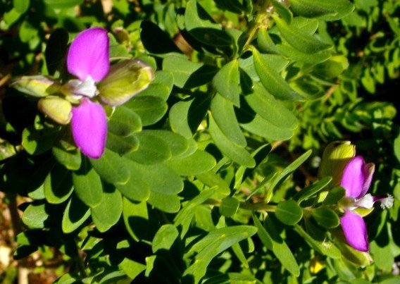 Polygala