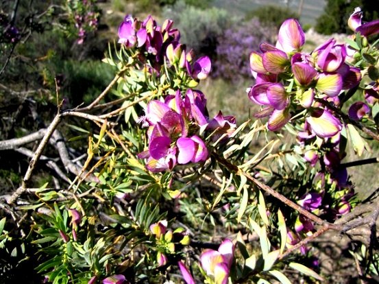 Polygala myrtifolia var. myrtifolia