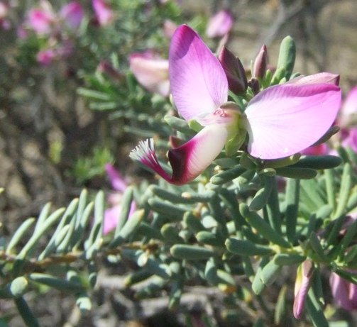 Polygala myrtifolia var. pinifolia flower