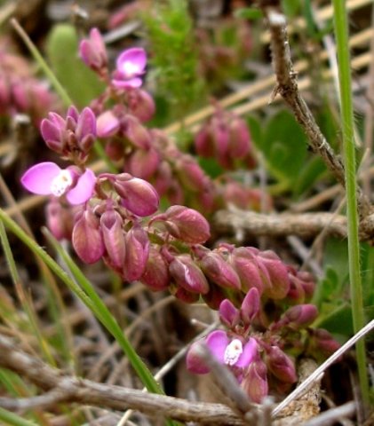 Polygala rhinostigma