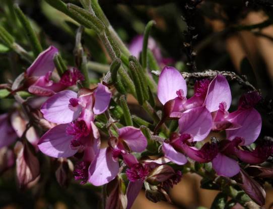 Polygala scabra