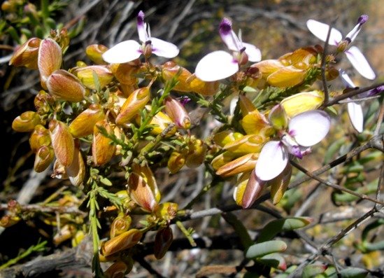 Polygala umbellata