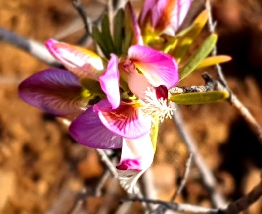 Polygala myrtifolia var. pinifolia vein lines on sepals