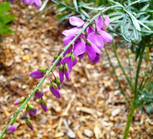 Polygala virgata var. virgata