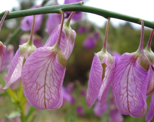 Polygala virgata var. virgata pale flowers