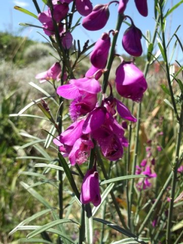 Polygala virgata var. virgata leaves as well