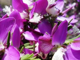 Polygala teretifolia