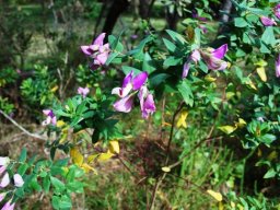 Polygala fruticosa in Natures Valley