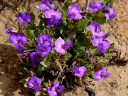 Polygala amatymbica