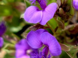 Polygala amatymbica flowers