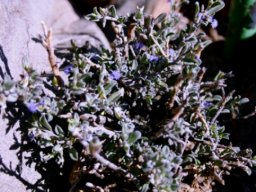 Polygala asbestina