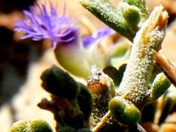 Polygala asbestina hairy leaves