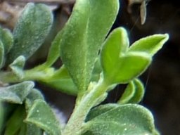 Polygala asbestina stem-tip leaves