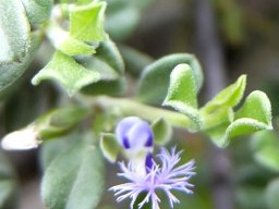 Polygala asbestina white keel crest