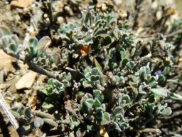 Polygala asbestina leaves