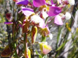 Polygala bracteolata