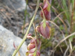 Polygala bracteolata buds