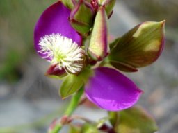 Polygala bracteolata