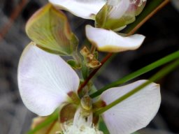 Polygala bracteolata white flower