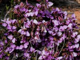 Polygala microlopha var. microlopha