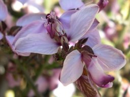 Polygala microlopha var. microlopha flowers