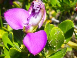 Polygala myrtifolia var. myrtifolia flower