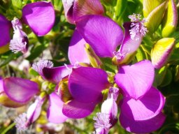Polygala myrtifolia var. myrtifolia flowers