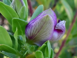 Polygala myrtifolia var. myrtifolia, the blou-ertjieboom