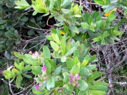 Polygala myrtifolia var. myrtifolia leaves