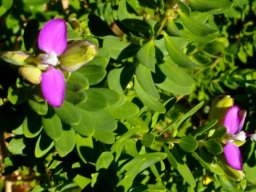 Polygala