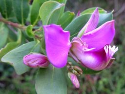 Polygala myrtifolia var. myrtifolia flower
