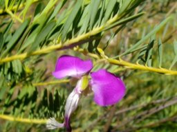 Polygala myrtifolia var. pinifolia flower showing a long keel