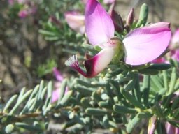 Polygala myrtifolia var. pinifolia flower