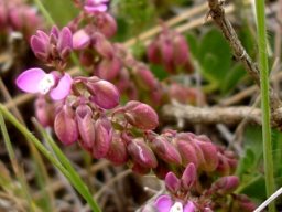 Polygala rhinostigma