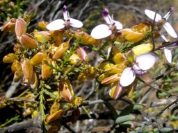 Polygala umbellata