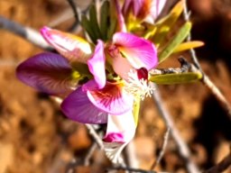 Polygala myrtifolia var. pinifolia vein lines on sepals