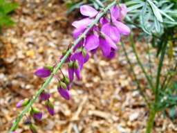 Polygala virgata var. virgata