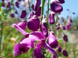 Polygala virgata var. virgata dark flowers