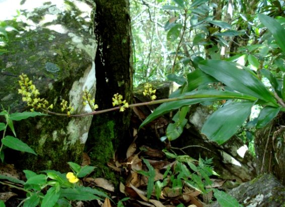 Polystachya mauritiana leaves