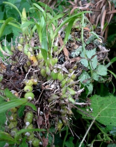 Polystachya ottoniana