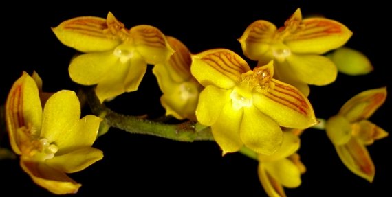 Polystachya pubescens